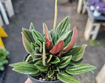 Peperomia 'Rosso' | Peperomia caperata 'rosso' | Peperomia Plant | Easy care house plant