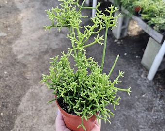 Rhipsalis Cereuscula | 4in Pot | Rare Trailing Jungle Cactus | Hanging Succulent | Easy Indoor Houseplant | Live Rhipsalis Plant