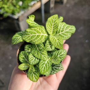 Fittonia Joly Lemon | Fittonia verschaffeltii Joly Lemon | 2in pot