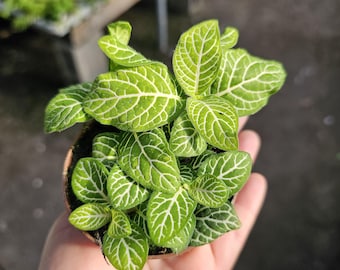 Fittonia Joly Lemon: Nerve Plant in 2in Pot