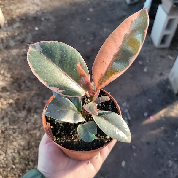 Ficus elastica 'Tineke' | Rubber Plant | 4in pot | 6in pot