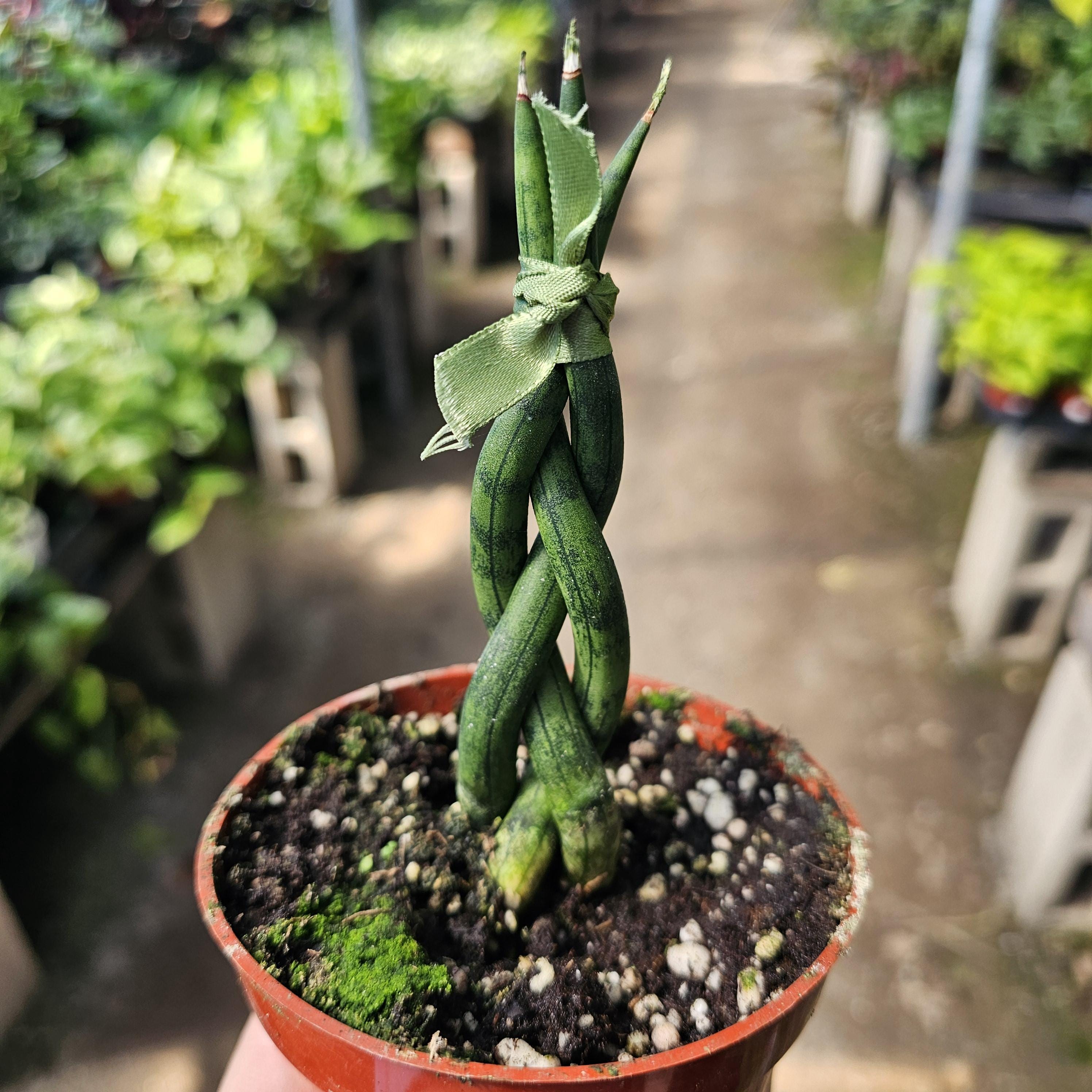 Fernwood Snake Plant | Braided Snake Plant | Air Purifying Plant | 4in Pot  - Etsy