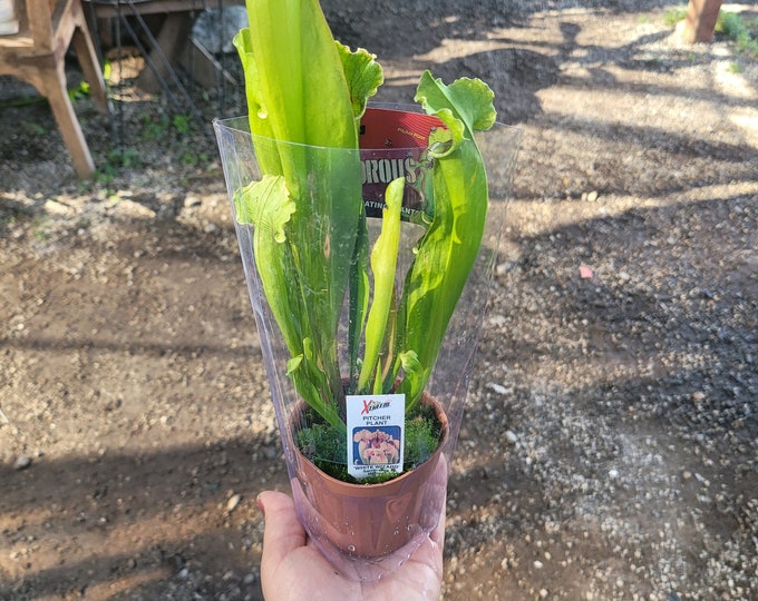Live Sarracenia Carnivorous | Pitcher Plant | Carnivorous Plant - Etsy