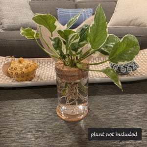 May include: A clear glass propagation vase with a cork lid, holding a plant with green and white leaves. The roots are visible in the water. The vase sits on a cork coaster. Text at the bottom reads "plant not included."