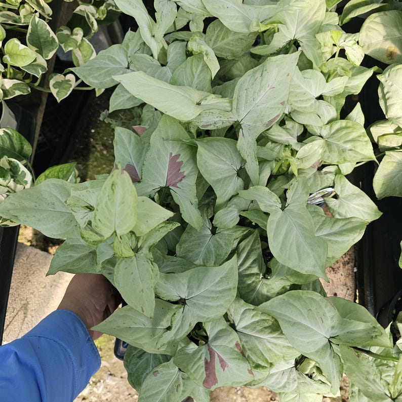 FunFoliage Syngonium - Thumbnail 2