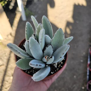 Kalanchoe Tomentosa Panda Plant | Kalanchoe Panda Plant | Rare Succulent | 2in pot | 4in pot