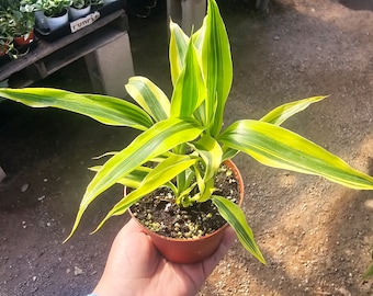 hawaiian house plants Dracaena Hawaiian Sunshine, Striped Dracaena Deremensis main image 0