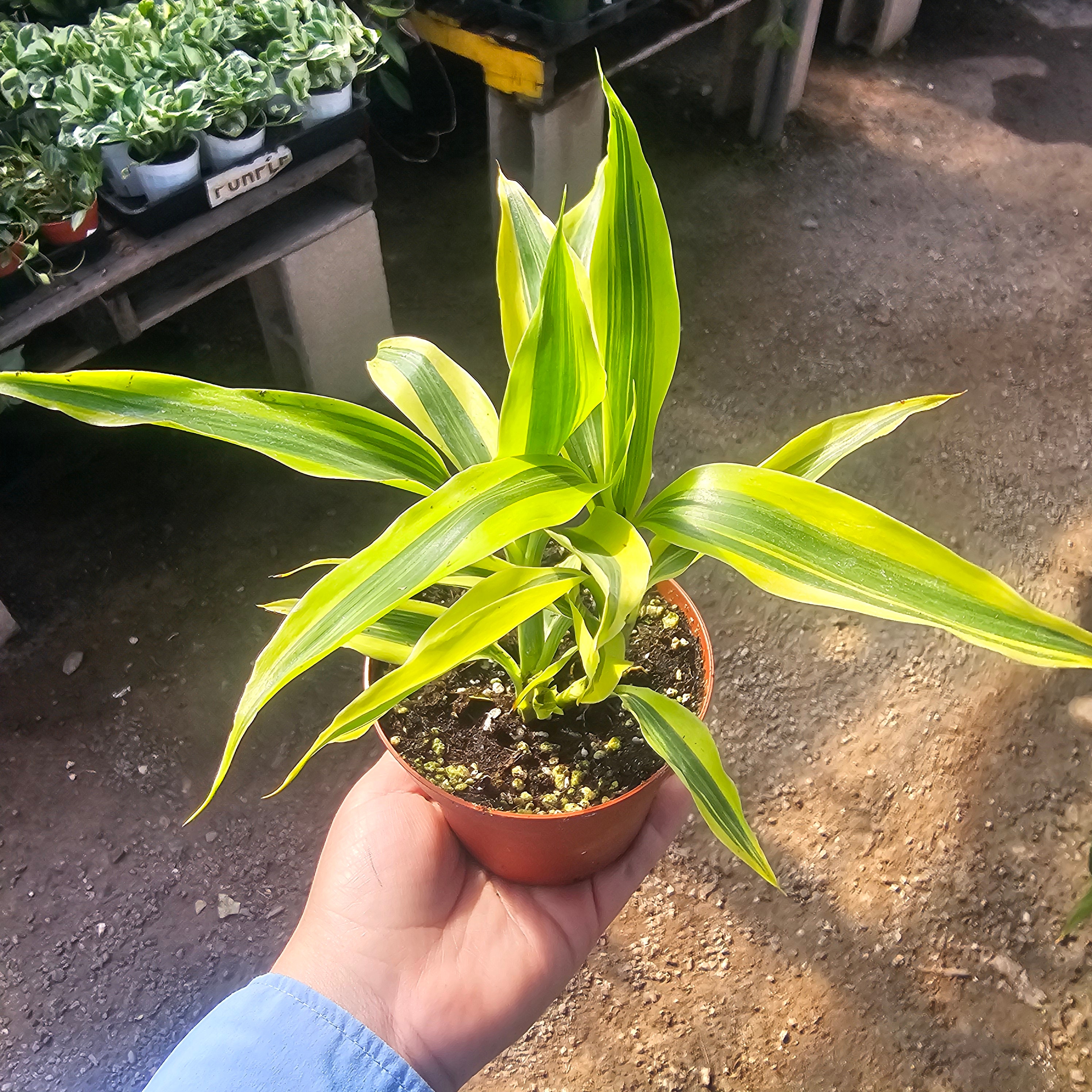 black zz plant light requirements ZZ Plant Black Raven, Live Indoor Plant