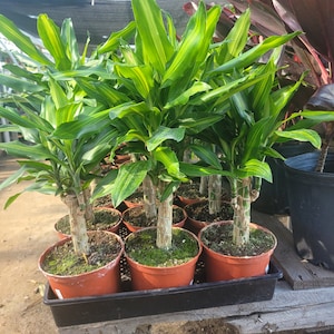 Dracaena fragrans 'Sol' | Corn Plant | 6in pot