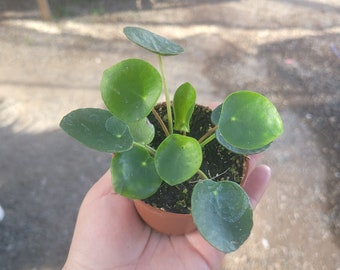 Pilea Peperomioides | Chinese Money Plant | UFO Plant | Peperomia Plant | Easy care house plant