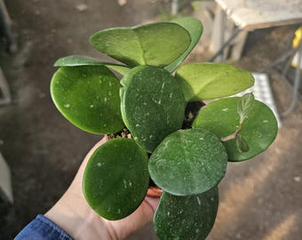 Hoya Obovata Splash | 4in pot | Hoya Cuttings