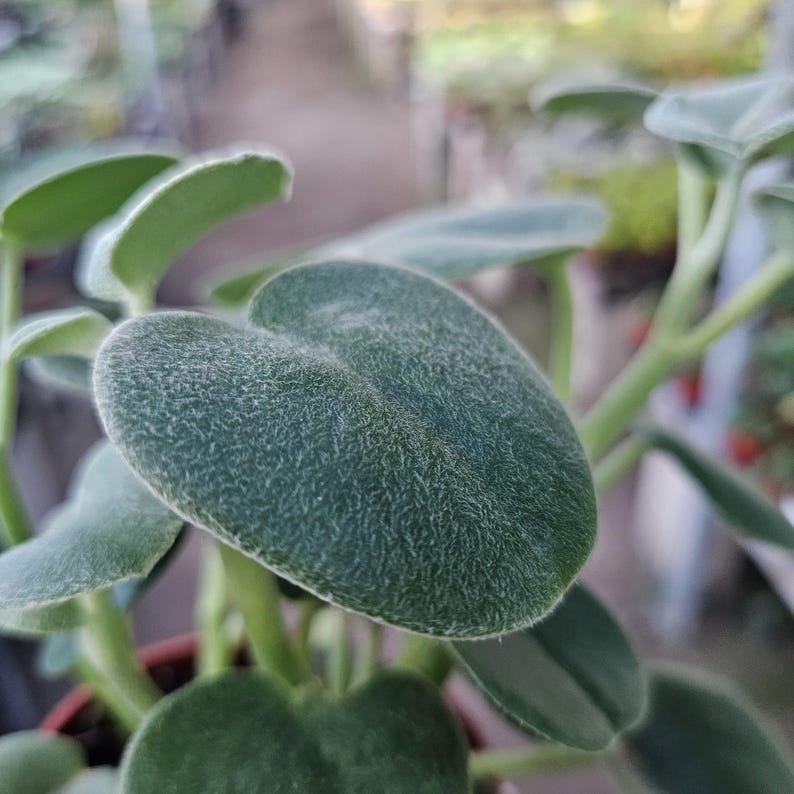 FunFoliage Peperomia incana - Thumbnail 2