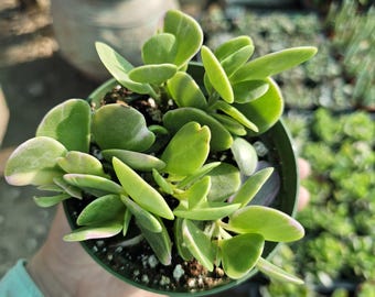 Trailing Jade| Weeping Jade | Trailing Succulent | Trailing Sedum | 2in Pot  and 4in Pot - Etsy