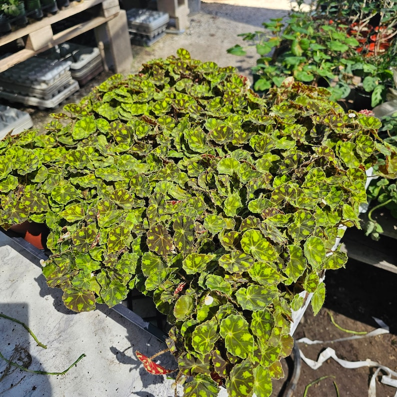 FunFoliage Begonia Tiger Paws