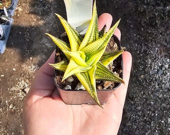 Haworthia limifolia Variegata 2in and 4in pot