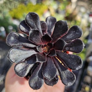 Aeonium Black Rose | Aeonium arboreum zwartkop | 2in pot