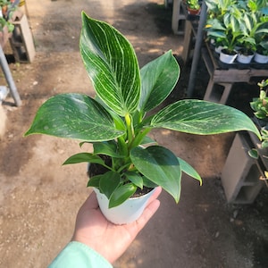 Birkin Philodendron | Rooted cutting | 4in pot