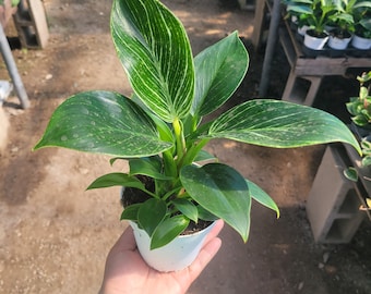 Birkin Philodendron | Rooted cutting | 4in pot