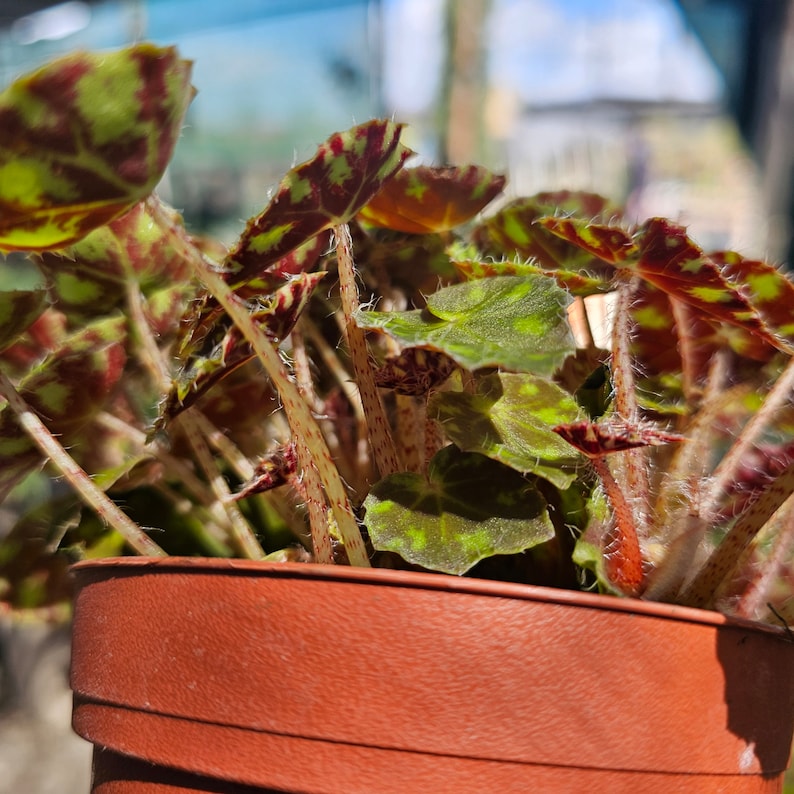 FunFoliage Begonia Tiger Paws - Thumbnail 5