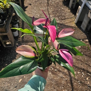 Anthurium Zizou | Andraeanum Anthurium | Pink Plant | Pink Flower | Flowering Houseplant | 4in pot