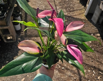 Anthurium Zizou | Andraeanum Anthurium | Pink Plant | Pink Flower | Flowering Houseplant | 4in pot