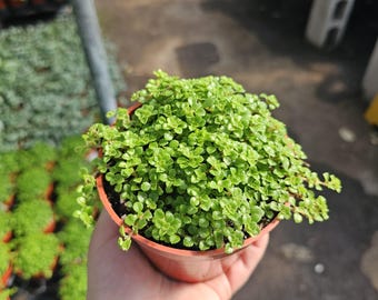 Pilea Sao Paulo | Pita depressa | Pilea tiny baby tears | 2in pot | 4in pot