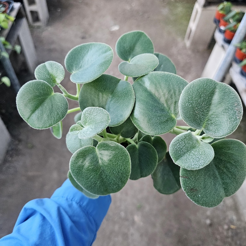 FunFoliage Peperomia incana