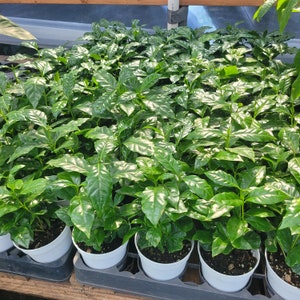 Arabica Coffee Plant | 4in