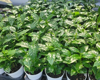 Arabica Coffee Plant | 4in