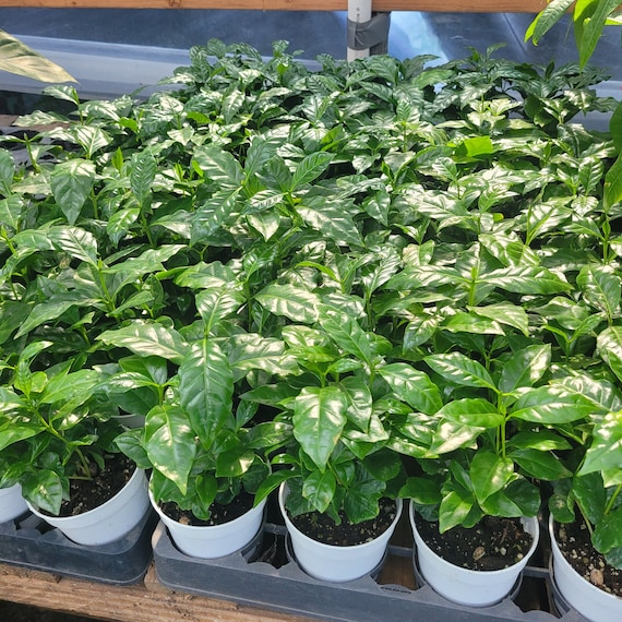 Arabica Coffee Plant | 4in