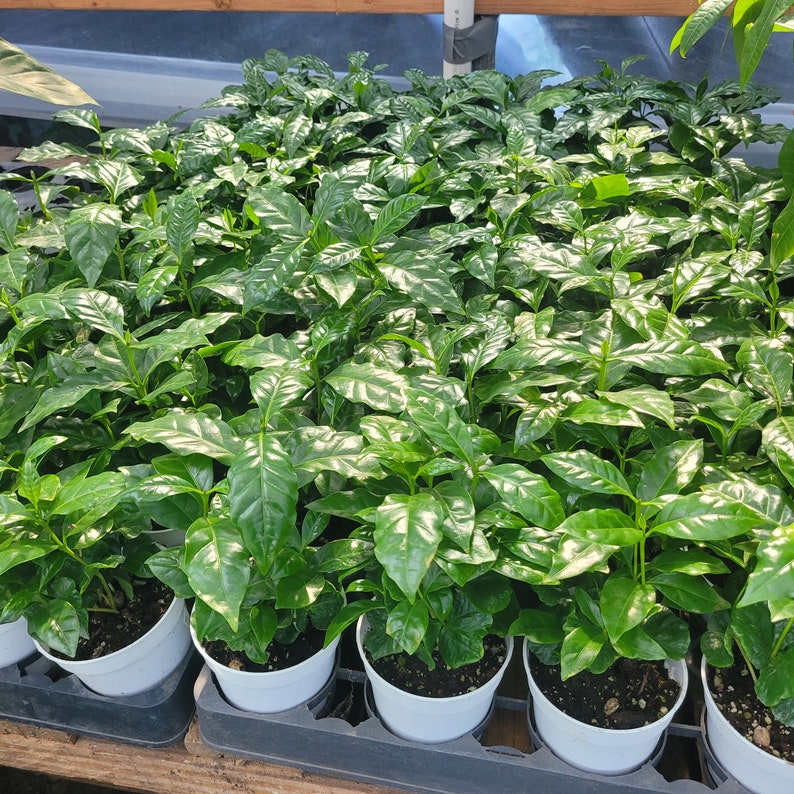 May include: A collection of young coffee plants in white pots, arranged on a black tray. The plants have vibrant green leaves, and the image is taken in a greenhouse setting. The plants are healthy and well-cared for.