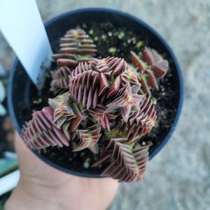 Crassula capitella ssp. thyrsiflora | Pagoda Village | Crassula Origami | Crassula Capitella Red | 2in pot | 4in pot | Rooted cutting