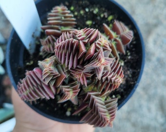 Crassula capitella ssp. thyrsiflora | Pagoda Village | Crassula Origami | Crassula Capitella Red | 2in pot | 4in pot | Rooted cutting