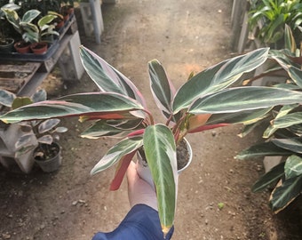 May include: A potted Calathea plant with long, variegated leaves. The leaves display a pattern of green, white, and pink. The plant is held in a white pot, and the background shows other plants in a greenhouse setting.