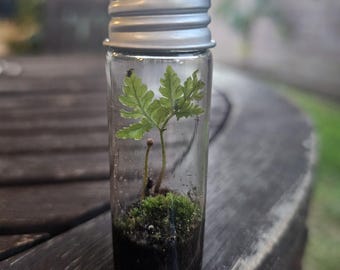 May include: A small glass jar with a silver lid containing a green fern plant and moss. The jar is sitting on a wooden surface.