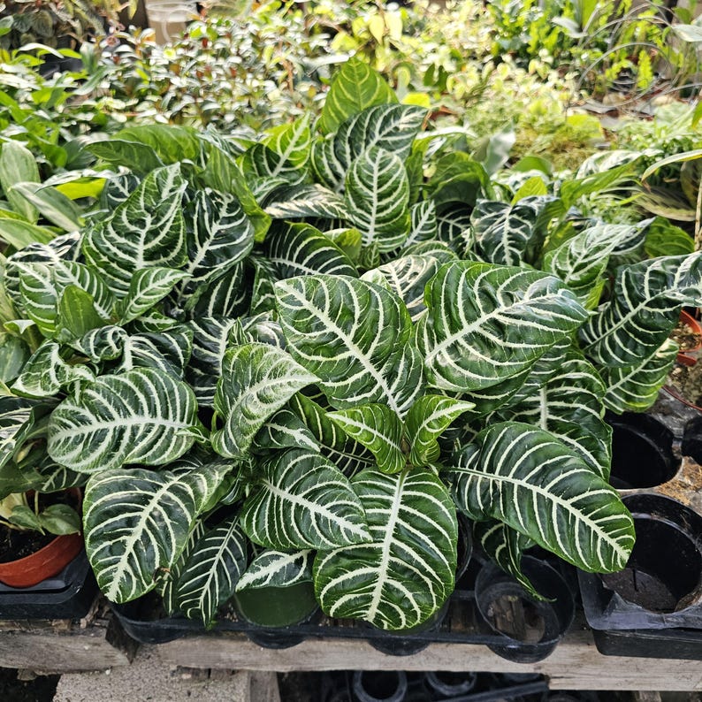 FunFoliage Aphelandra Zebra Plant