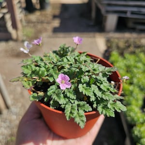 May include: A small potted plant with green foliage and delicate pink flowers. The plant is in a terracotta-colored pot, held in a person's hand. The flowers have a striped pattern and yellow centers. The background is blurred, suggesting an outdoor setting.