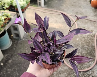 Tradescantia Zebrina Deep Purple | Burgundy | Rare Wandering Dude Plant | Vibrant Purple Trailing Houseplant | 2in pot | 4in pot