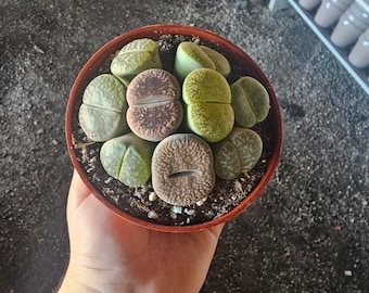 Lithops Large | Assorted Lithops