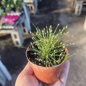 May include: A small potted plant with thin, green, grass-like foliage and tiny, light-colored buds. The plant is in a small, round, brown plastic pot. The background is blurred, suggesting a greenhouse or outdoor setting.