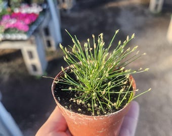 Eleocharis Radicans | Bonsai Grass | Mini Aquatic Grass | 2in pot | Live Aquarium or Terrarium Plant