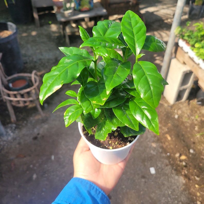 May include: A small coffee plant with vibrant green leaves is held in a white pot. The plant is in the early stages of growth, with multiple leaves and stems visible. The background is blurred, suggesting an outdoor setting.