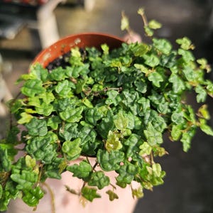 String of Frogs | Ficus Pumila Quercifolia | 3in pot | Trailing Plant | House Plant | Trailing Ficus | Climbing Ficus