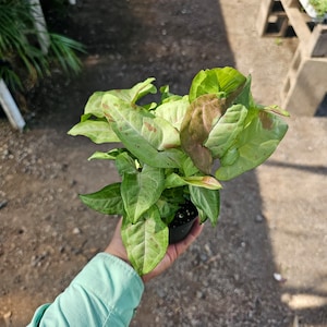 Syngonium &#39;Confetti&#39; | 4in pot