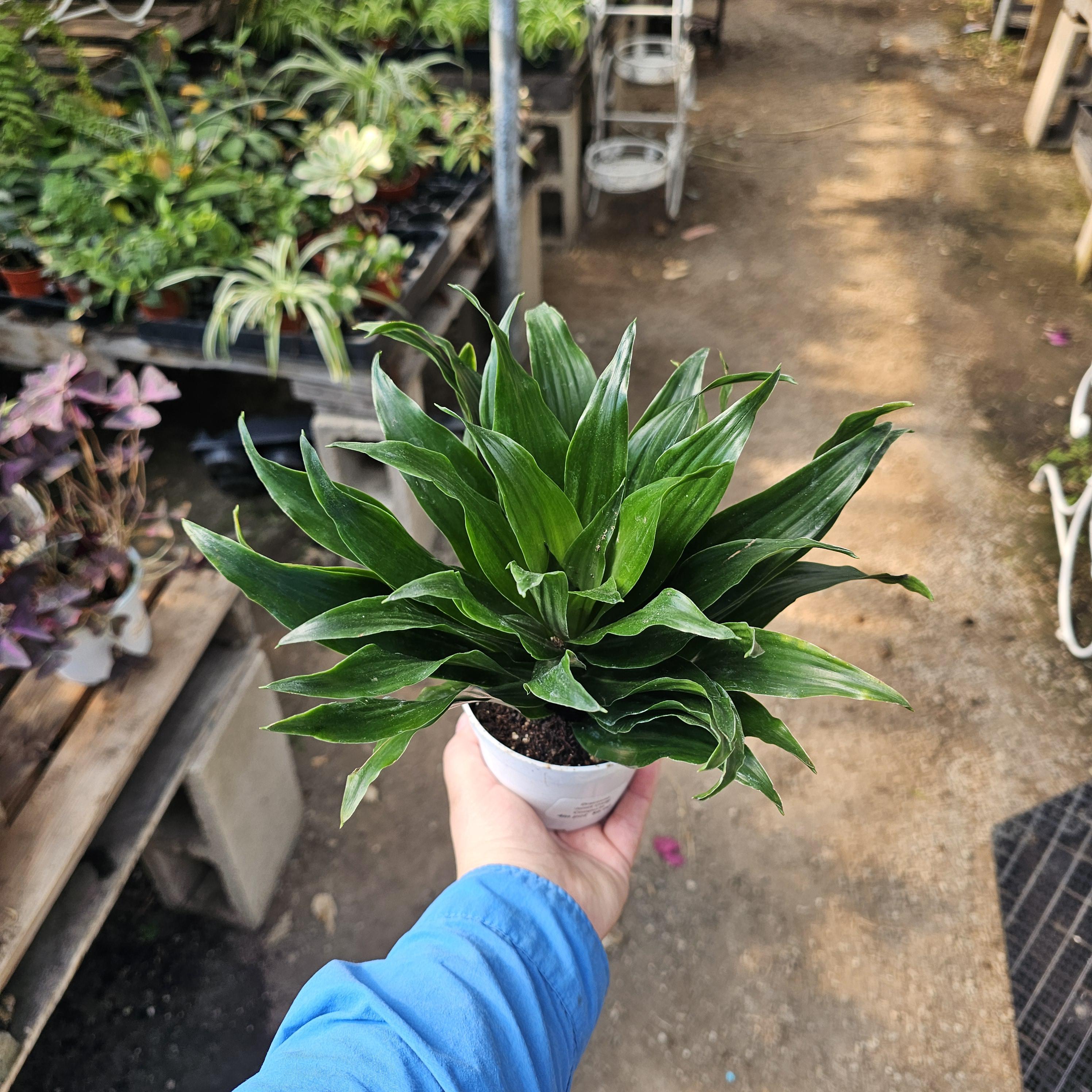 efeutute panaschierung Epipremnum pinnatum 