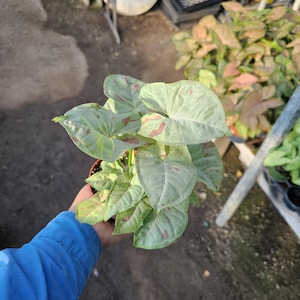 Syngonium Fiesta | Rare Arrowhead Plant || Live Houseplant in 4” Pot | Easy Indoor Plant