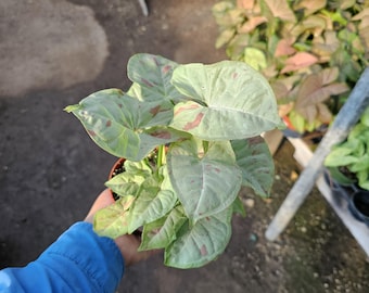 May include: A potted Syngonium plant with light green leaves speckled with red and pink markings. The leaves are heart-shaped and the plant is held in a small brown pot. The background shows other plants and a greenhouse setting.