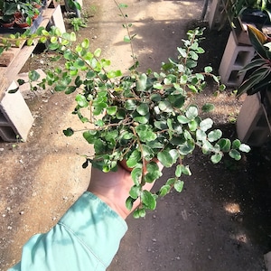May include: A small green leafy plant with trailing stems in a brown pot. The plant is being held by a hand wearing a light blue shirt.