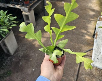 Sharktooth Fern | 3in pot | Selenicereus chrysocardium | Ric Rac Cactus | Zig Zag Cactus
