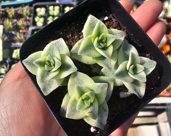 Variegated String of Buttons | Necklace Vine | Crassula Perforata | Stacked Crassula | Pagoda Plant | 2in pot